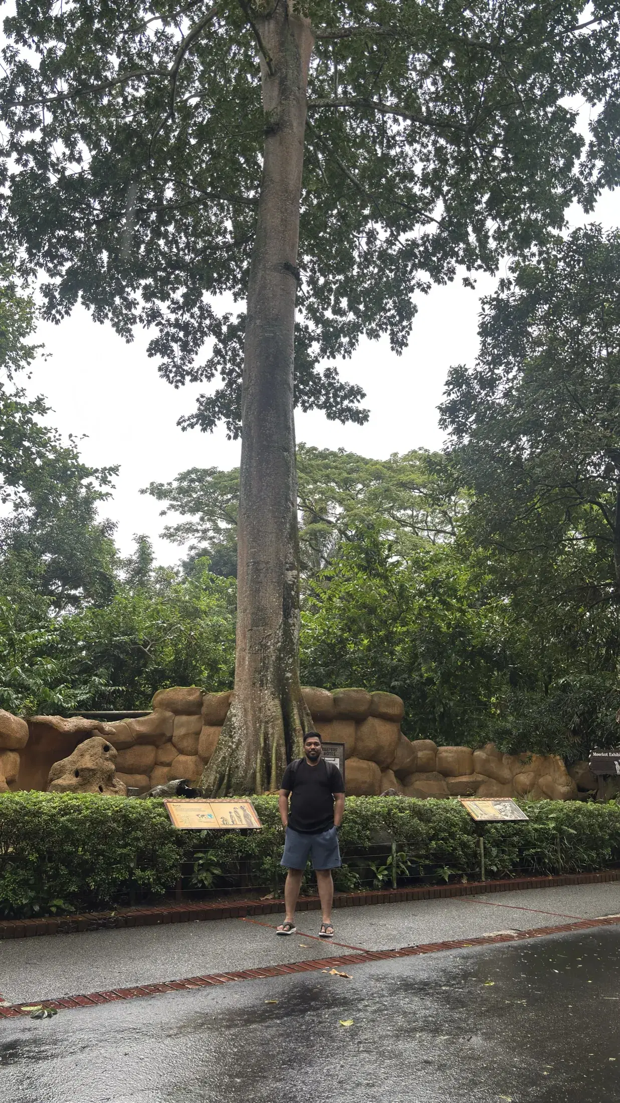 Manish standing beneath a very tall tropical tree at Singapore Zoo